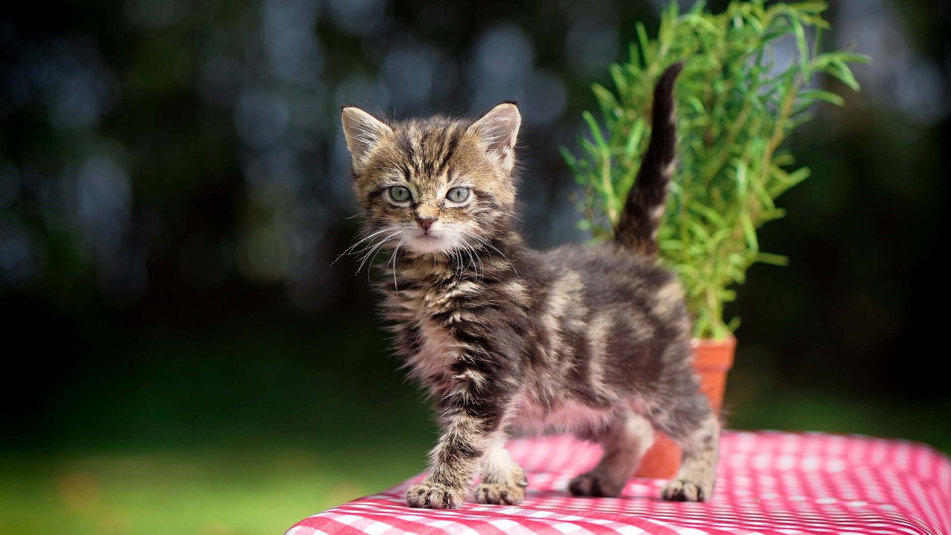 快攻频频：北京队利用快速反击不断扩大优势！，北京队比赛